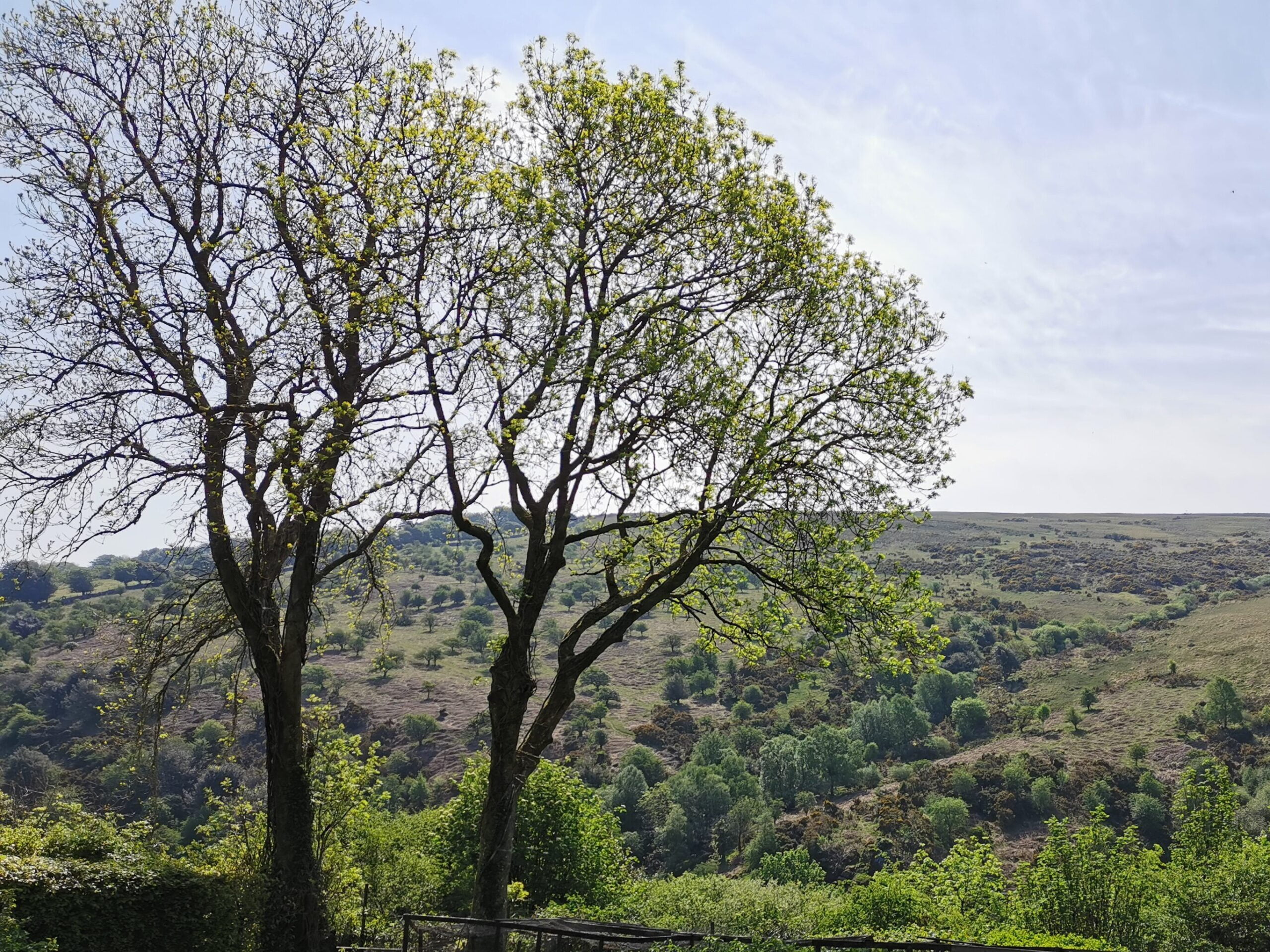 Image of Trees and Peaceful Hillside